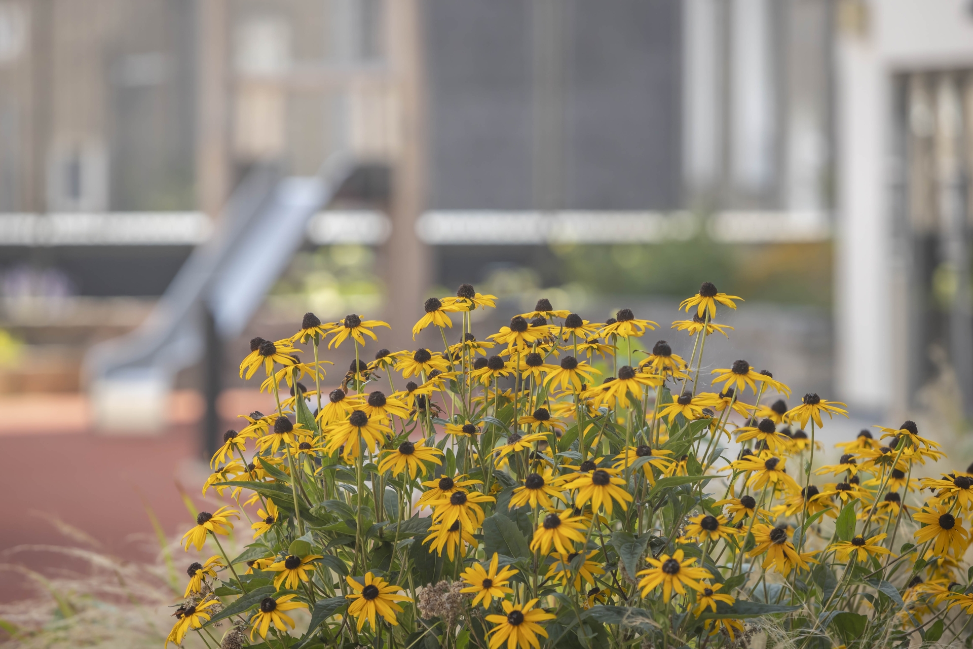 Sustainability - school yard planting