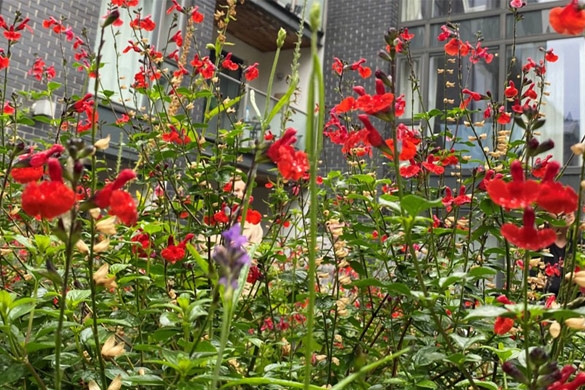 Red flowers